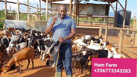 How To Be Successful In Goat Farming By Hamiisi Semanda 256773343283