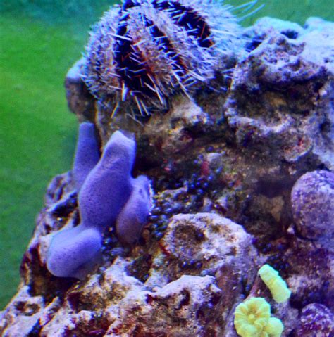 Aio Build Sponge Help Reef2reef Saltwater And Reef Aquarium Forum