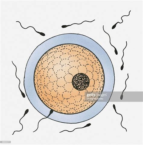 Illustration Of An Egg Surrounded By Sperm Illustration Getty Images
