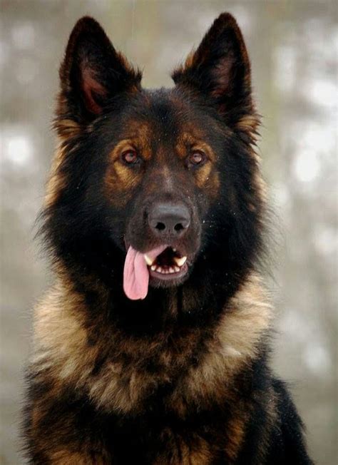 German Shepherds Such Beautiful Creature German Shepherd Dogs Dog