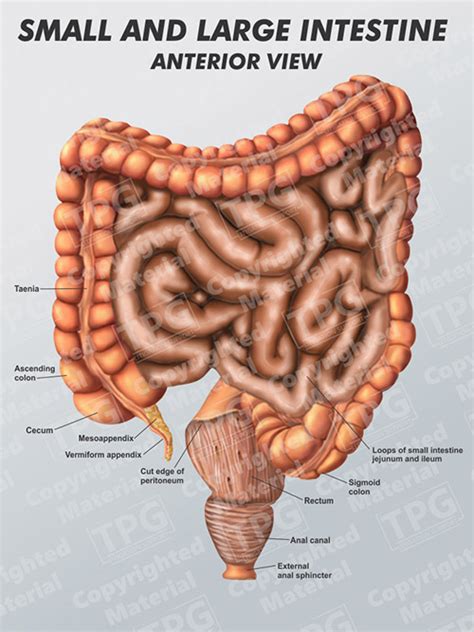 Small Intestine And Colon Diagram