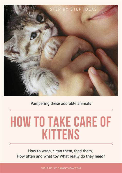 How To Take Care Of Orphan Newborn Kittens How To Feed And Clean These