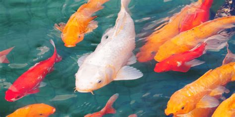 Can Koi Fish Be Kept In An Aquarium Aquarium Sphere