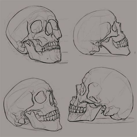 Skull Drawing Reference And Sketches For Artists