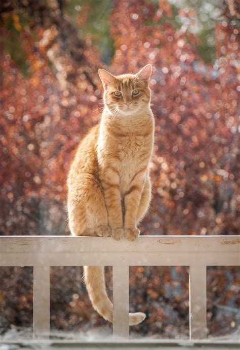 Ginger Cat Sitting On A Fence Outsie Cat Tail Ginger