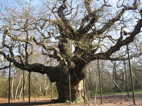Oldest Oak Trees In The World Animal Media Foundation