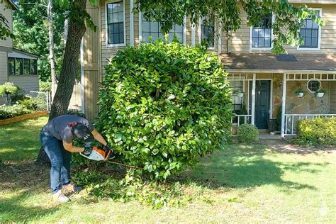How To Prune A Shrub Into A Small Tree Ugly Duckling House