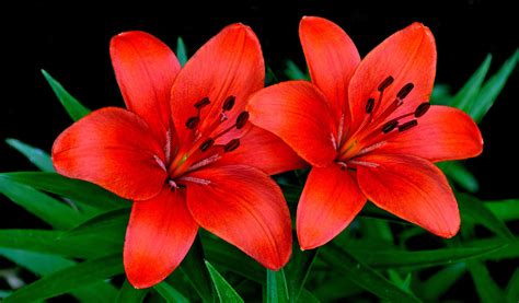 Lírios Conheça O Significado Da Flor E Saiba Como Cuidar Spring