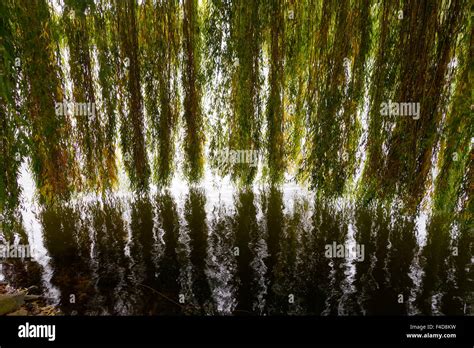 Weeping Willow Salix Alba Branches Hanging Over Water Causing
