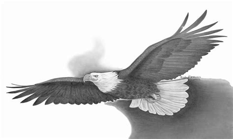 Soaring Eagle Drawing At Explore Collection Of