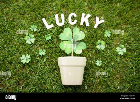 Lucky Four Leaf Clovers Stock Photo Alamy