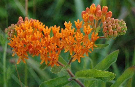 Top Native Plants For Your Michigan Garden