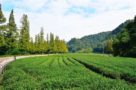Hangzhou meijiawu tea plantation is one of the four famous plantations for dragon well tea in china. Meijiawu Tea Plantation in Hangzhou Travel: Review, Entrance Tickets, Travel Tips, Photos and ...
