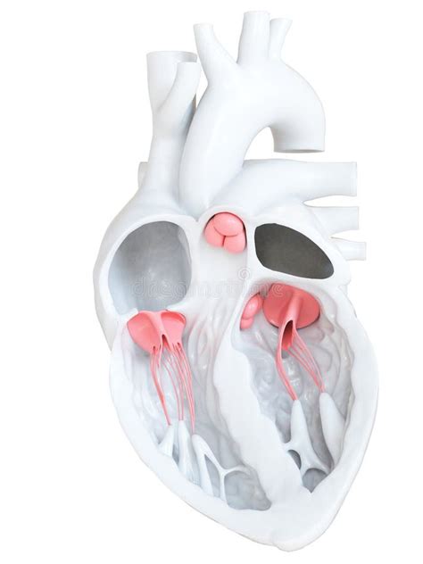 Corazón De La Radiografía Stock De Ilustración Ilustración De