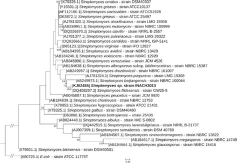 Maximum Likelihood Phylogenetic Tree Based On 16s Rrna Gene Sequences