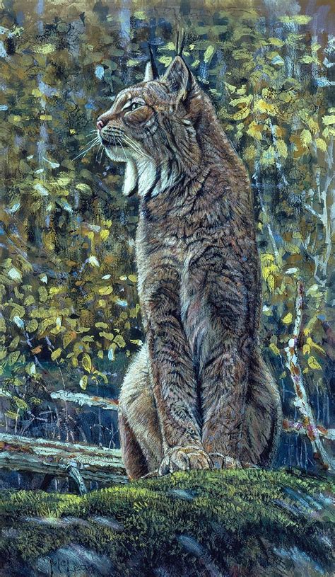 Canada Lynx George Mclean Artwork National Museum Of