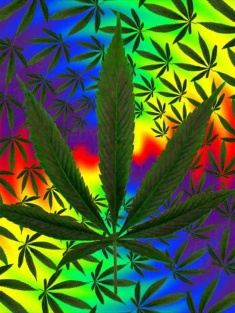 Free Download Displaying 15 Images For Trippy Pot Leaves 1440x1080