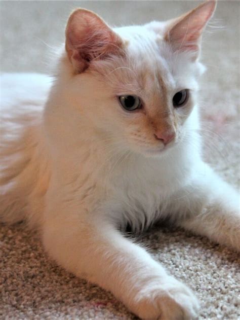 Flame Point Siamese Cats Everything You Need To Know That Cuddly Cat