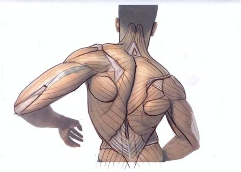 Image result for back muscles diagram | muscle diagram. Learning - Anatomy Course and Live Q&A Hangout