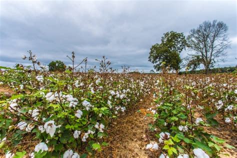 Its About Cotton Picking Time Picture Birmingham