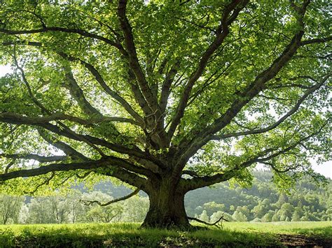 The Names And Variations Of Trees Quiz Britannica