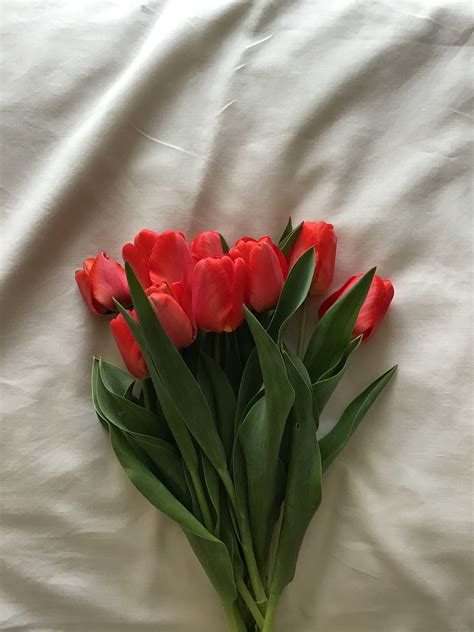 Red Flowers Flower Aesthetic Tulips Love Flowers