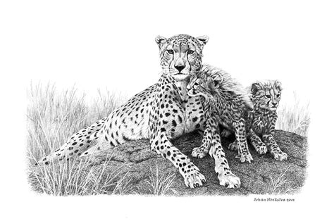 Cheetah Cubs Johan Hoekstra Wildlife Art Collection