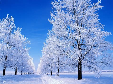 Frosty Winter Scenery Winter Snow Wallpaper Winter Pictures