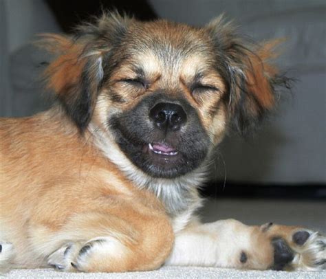 Awkward Dog Smiles 25 Pics
