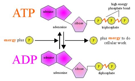 The tutorial video and resources of unit 6.3 are live now! BIOCHEMISTRY