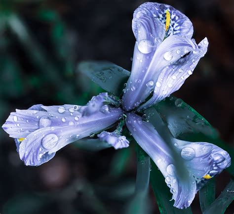 Winter Lily On Behance