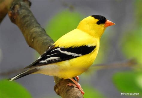 American Goldfinch Chardonneret Jaune Travels With Birds