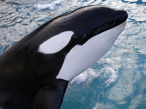 Killer Whale Learns To Imitate Human Speech In World First Pets