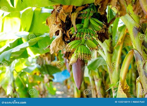 Green Banana Field Stock Image Image Of Hands Fruit 133216019