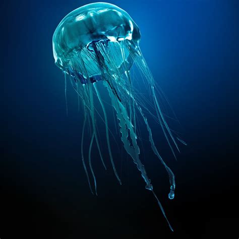 Jellyfish Image Id 295999 Image Abyss