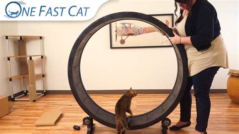How to make a cat wheel. Assembling the Cat Exercise Wheel - YouTube