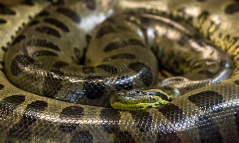 Discover The Largest Venomous Snake Ever 3x Bigger Than A King Cobra