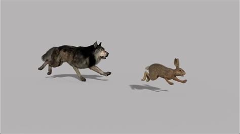 Wolf Chasing Hare Motion Graphics Background Video Youtube