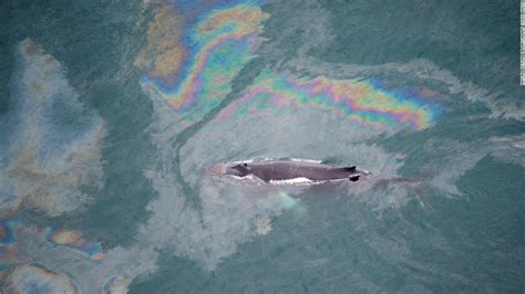 How Oil Spills Harm Birds Dolphins Sea Lions And Other Wildlife Cnn