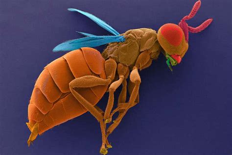 Male Parasitic Wasps Can Detect Females Inside An Contaminated Host Fly
