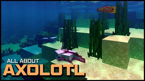 Everything You Should Know About Axolotl In Minecraft Youtube