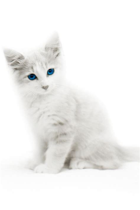 Carolina Grey And White Kittens With Blue Eyes