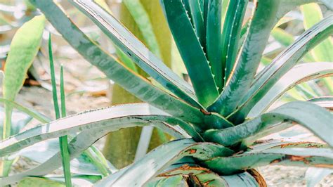 Why My Aloe Vera Plant Leaf Bending And How To Fix Them