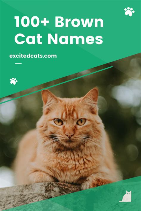 100 Brown Cat Names Cat Names Brown Cat Cats