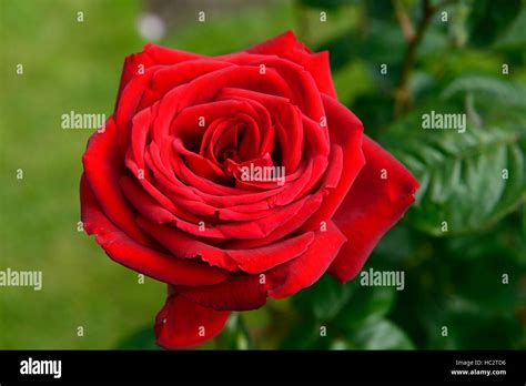 Rosa Loving Memory Korgund Crimson Scarlet Hybrid Tea Rose Roses