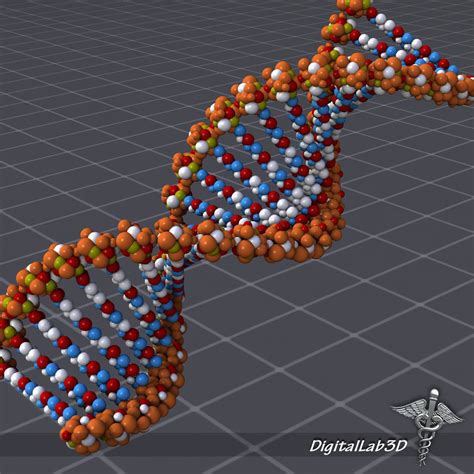 DNA Structure D Model CGTrader