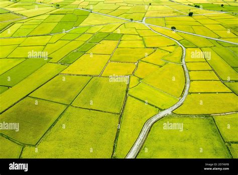 Aerial View Of Beautiful Rice Fields At Chishang Township Taitung