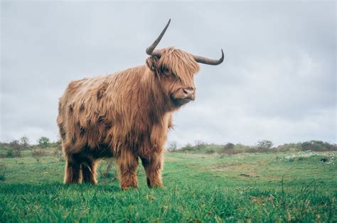 16 Lugares Donde Ver Vacas Peludas En Escocia Mad About Travel Blog