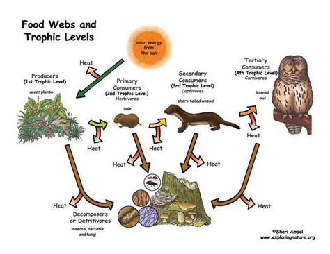 Each organism in an ecosystem occupies a specific trophic level or position in the food chain or web. Grade 9-12 - HS-LS2 Ecosystems: Interactions, Energy, and ...