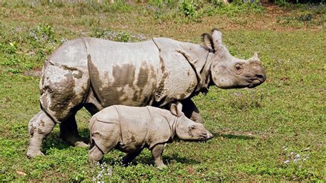 Nepals Greater One Horned Rhinoceros